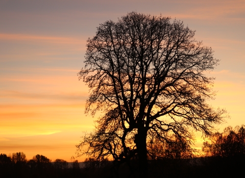 Oak tree silhouette as the sunsets and sky turns from purple to orange to yellow 