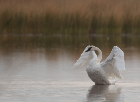 Tundra swan prepares to fly out of a wetland on a calm, gray morning. 