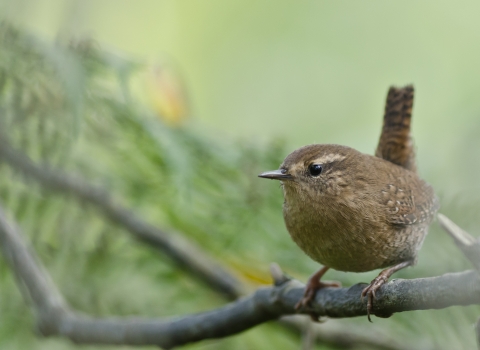 Small brown bird with long tail sits on a branch of a tree