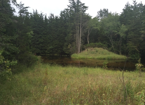 Removal of Westecunk Creek Barrier