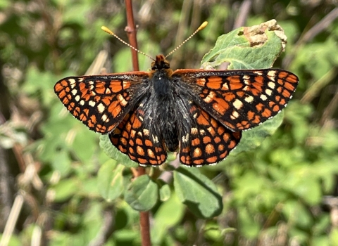Image of a Sacramento mountains checkerspot butterfly