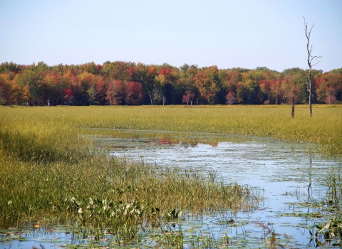 Streamlike wetland full of greenish grasses in the foreground with a forest whose trees' leaves are orange, yellow,