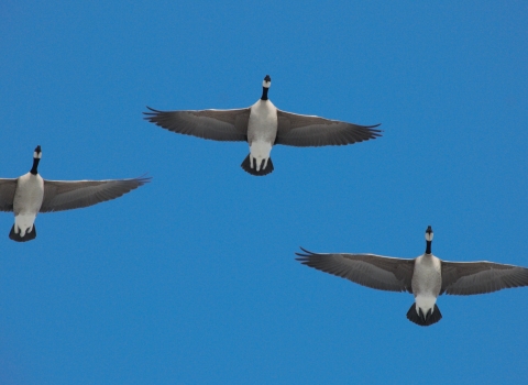 Canada Geese in Kanuti Refuge with a blue sky background.