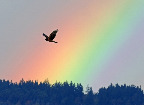 Bird Flying Over Billy Frank Jr. Nisqually NWR