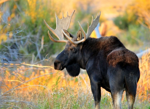 Bull Moose stand in a open prairie as the sun starts to set. 