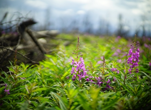 flowers bloom in a burned landscape