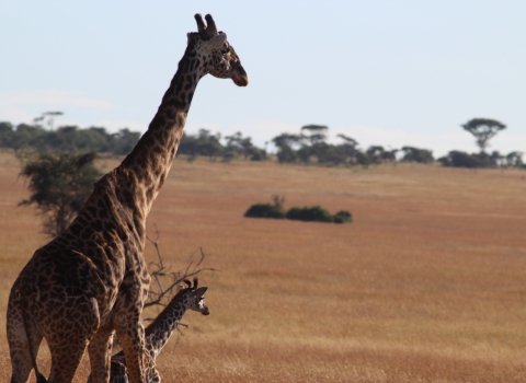 Giraffe and baby in Africa