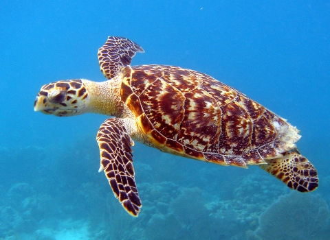 A hawksbill sea turtle, showing its distinctive tortoiseshell pattern across head, flippers, and carapace, swims above coral through bright blue water.