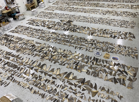 Rows of seized shark fins displayed on the floor.