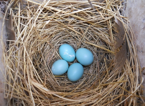 Four blue eggs in a nest. 