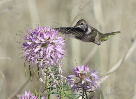 A close-up of a hummingbird at pink flower