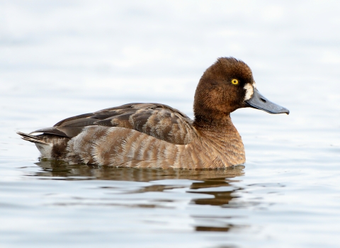 a brown bird on the water