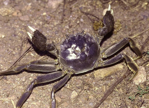 Mitten crab on ground.