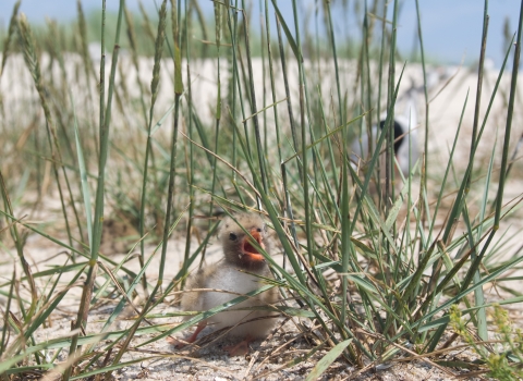 A tern chick rests on a sand beach among grasses with adult tern in background.
