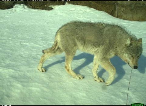 a wolf in the snow