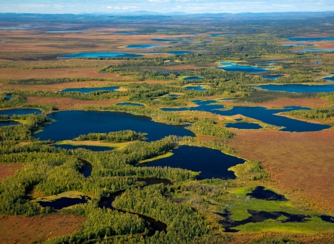 Aerial view of wetlands among pine trees.