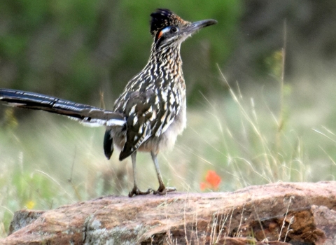 A medium-size bird with black and white feathers and a long tail standing on a rock in a field