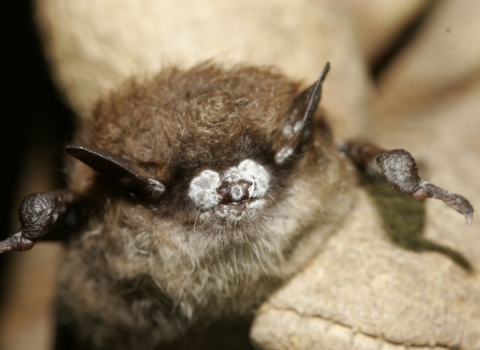 A small brown bat with what looks like white powder on its nose. The white is in fact a fungus.