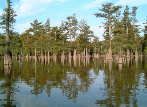 A couple dozen swamp cedar trees in a shallow wetland
