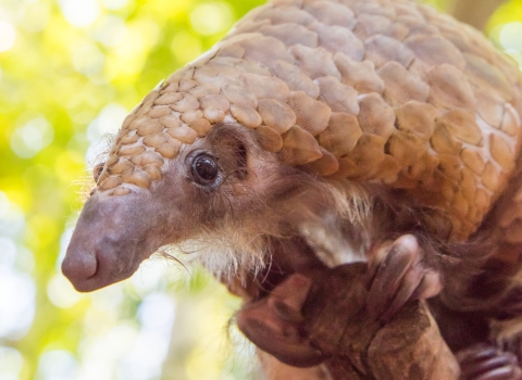 Pangolin on wooden structure San Diego Zoo