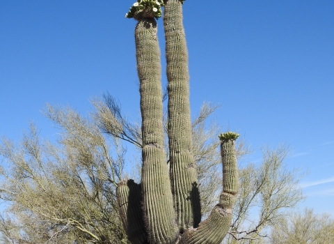 Saguaro cactus surrounded by other desert vegetation.