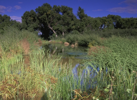 a wetland surrounded by grasses and trees