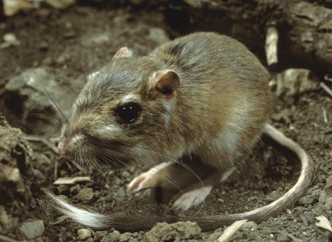 a small rodent with a long thin tail and large rear feet