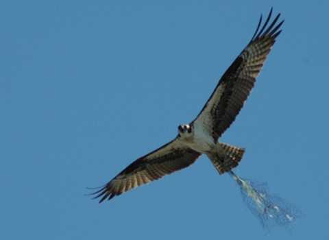 An osprey with its feet caught in erosion control netting