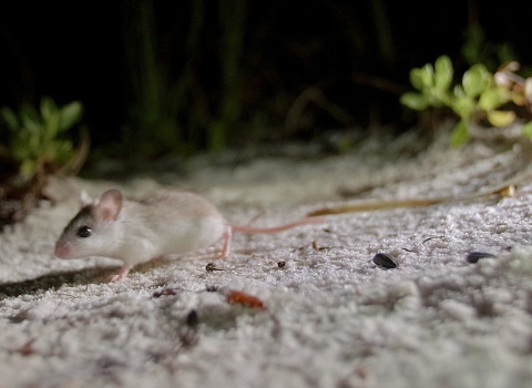 beach mouse running on beach