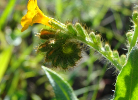 The flower head of the large-flowered fiddleneck shows the fiddleneck shape