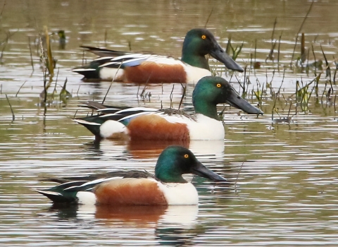 3 green-headed, white, brown and black ducks lined up on the water