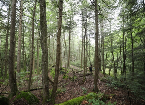 A deep, dark forest covers the hillside. Evergreen trees provide shade to moss-covered logs on the forest floor. 