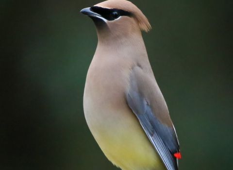 Brown, black & yellow bird stands on a fence