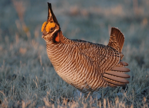Photo of a lesser prairie chicken
