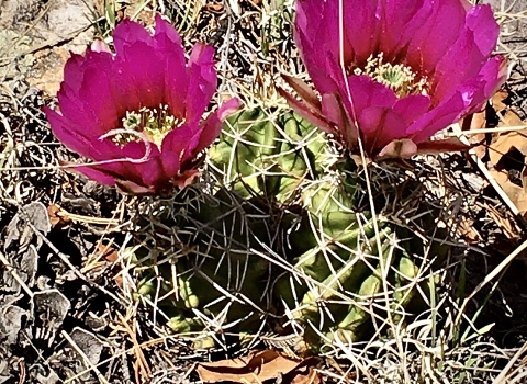 Two pink flowers bloom on a pair of Kuenzler hedgehog cacti