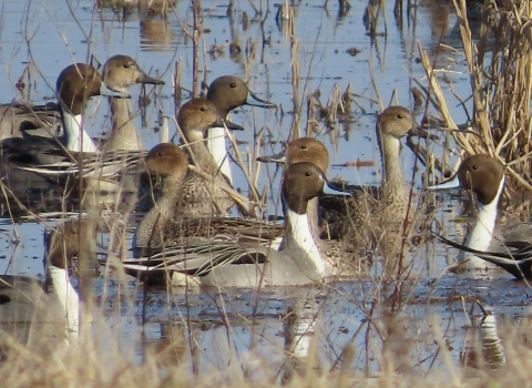 Brown, white, black ducks in water