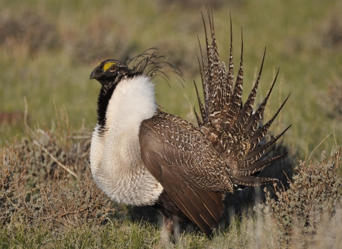 Greater Sage-Grouse