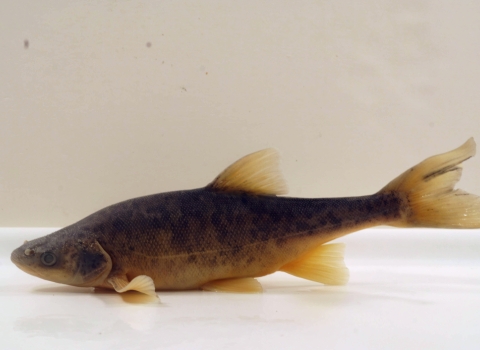 An adult roundtail chub swims at the bottom of a plain white tank.