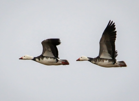 Two white and black geese flying with wings spread wide