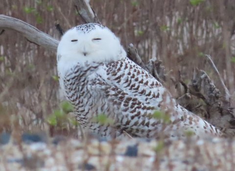 Large white and brown owl stands in sand eyes closed to slits