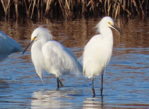 Two white snowy egrets standing in water