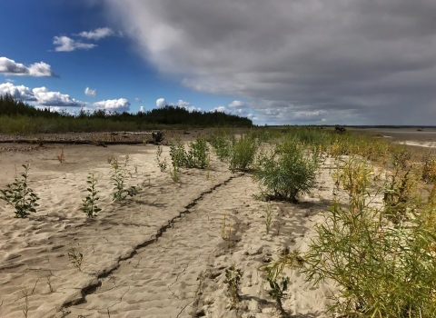 a river bank showing newly deposited sediment and small plants