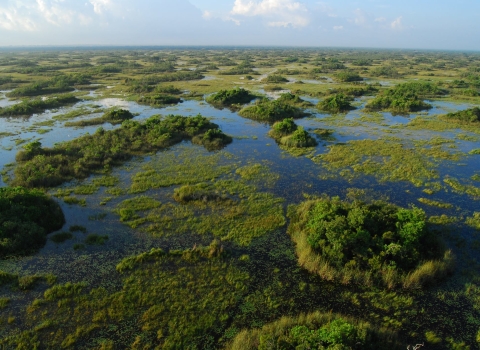 Aerial view of marshes and tree islands surrounded by water.