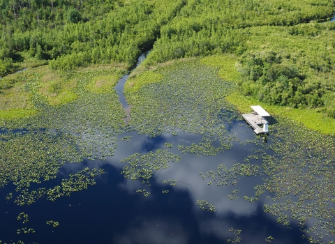 A platform sits above the swamp at Okefenokee Refuge.