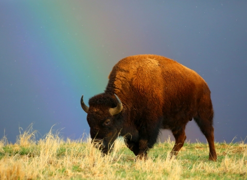 A large, sunlit bison in a grassy field with a portion of a rainbow behind it