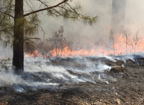Smoke rolling off black, burned grass. Fire is still burning in the background. A pine tree is to the left.