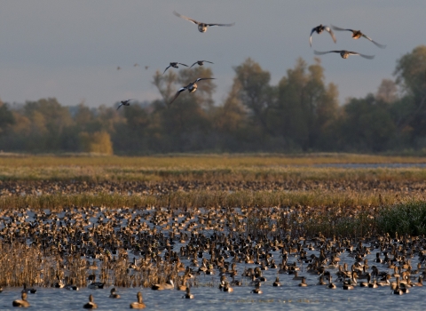 ducks and geese mostly in water with 9 flying. trees in background