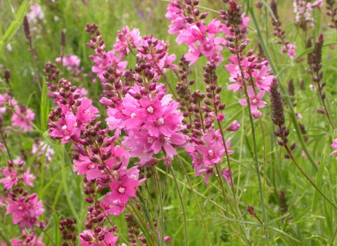 Pink Nelson's checker-mallow flowers blooming in a field