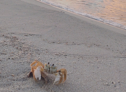 Crab at waters end in the sand