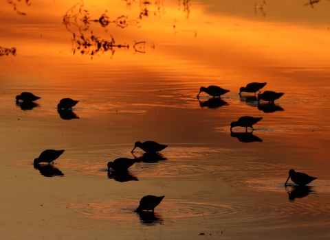 birds feed in shallow water as sun rises/sets